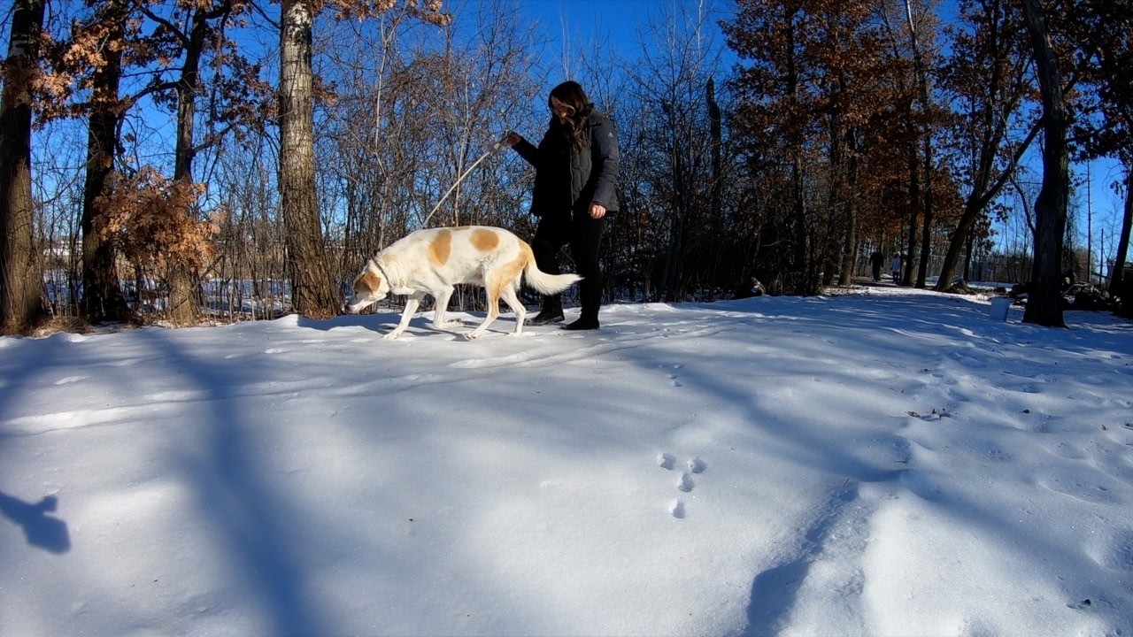 Blaine Pet Lodge Gives Cold Weather Tips for Your Pets