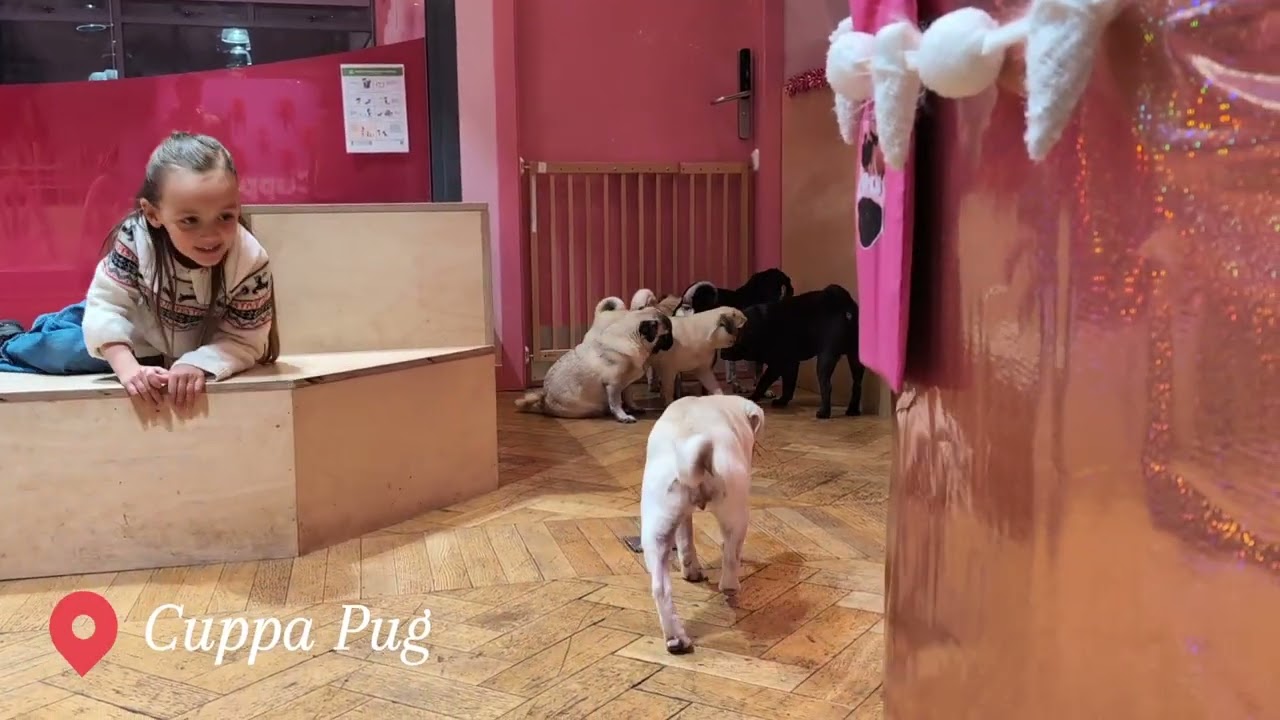 My Birthday, with pugs, food and Idles