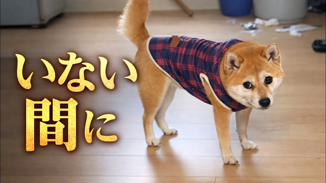 確信犯すぎる豆柴の犯行現場
