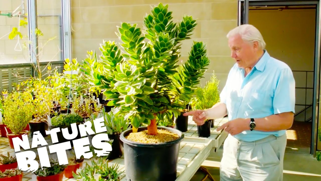 Unveiling Kew Gardens' Incredible Seed Collection with David Attenborough | Nature Bites