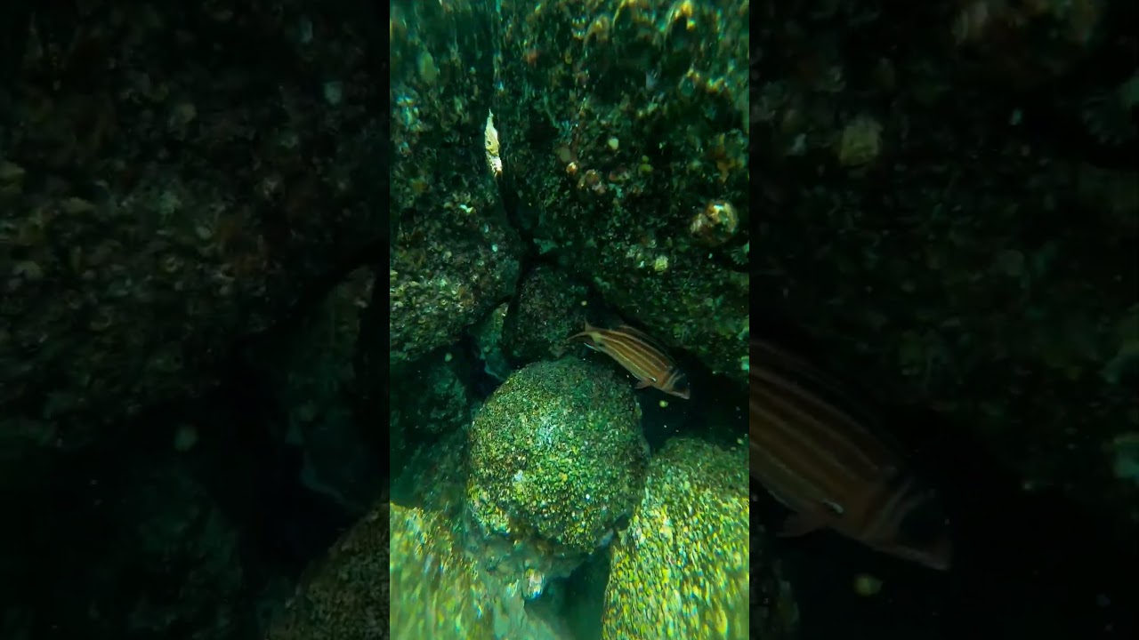 Netrani Scuba Dive Glimpse #scubadiving #scuba #shorts #travel