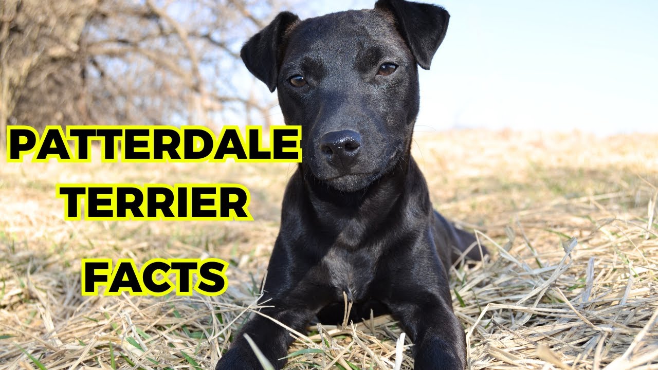 Patterdale Terrier - Top 10 Amazing Facts