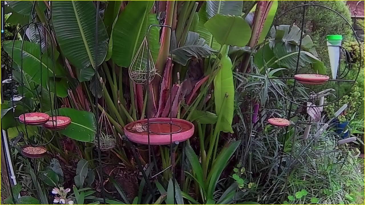 Live Bird Feeder & Bird Bath | Wild Birds Visiting the Owl Garden – Johannesburg