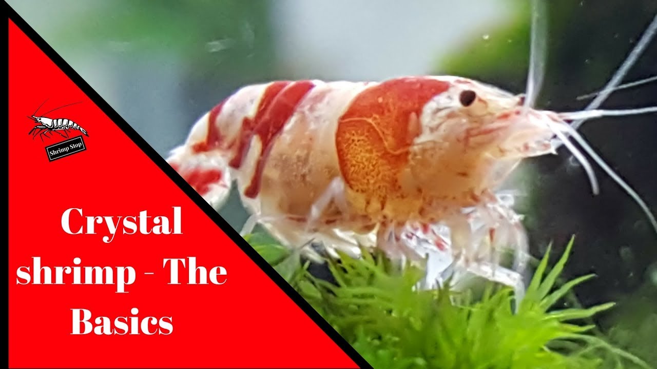 Crystal shrimp - The Basics