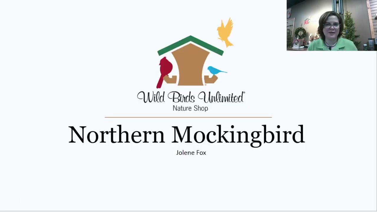 Mockingbirds