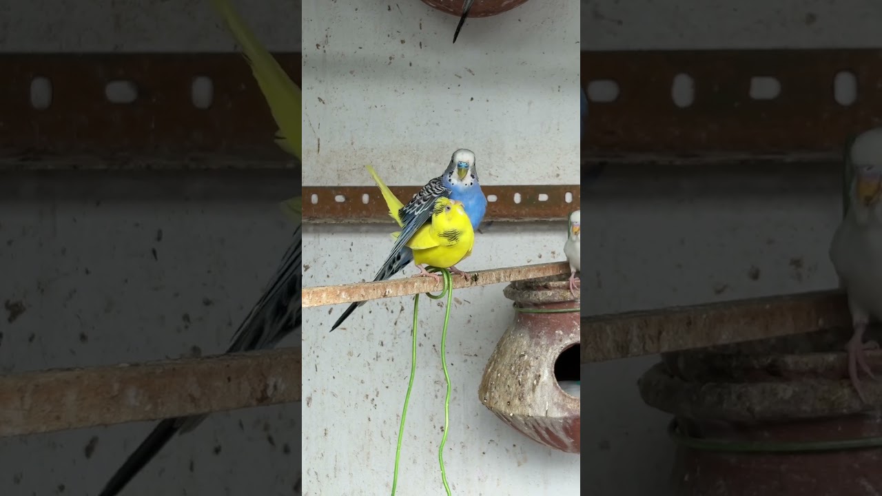 Budgies Breeding Progress 2025 💙💛#birds#lovebirds #parrot#budgies #birdsounds#shorts #birdbreeding