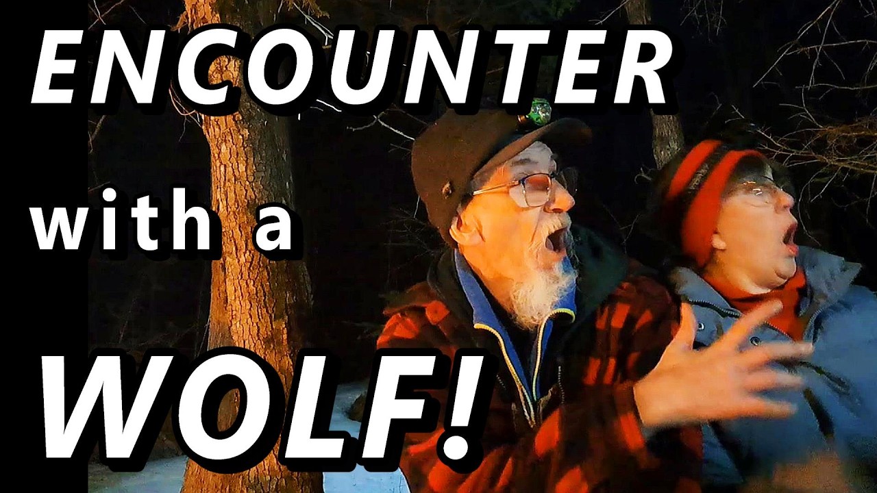 How My Wolf Encounter Changed My Perspective in the Canadian Wilderness at the Off Grid Cabin