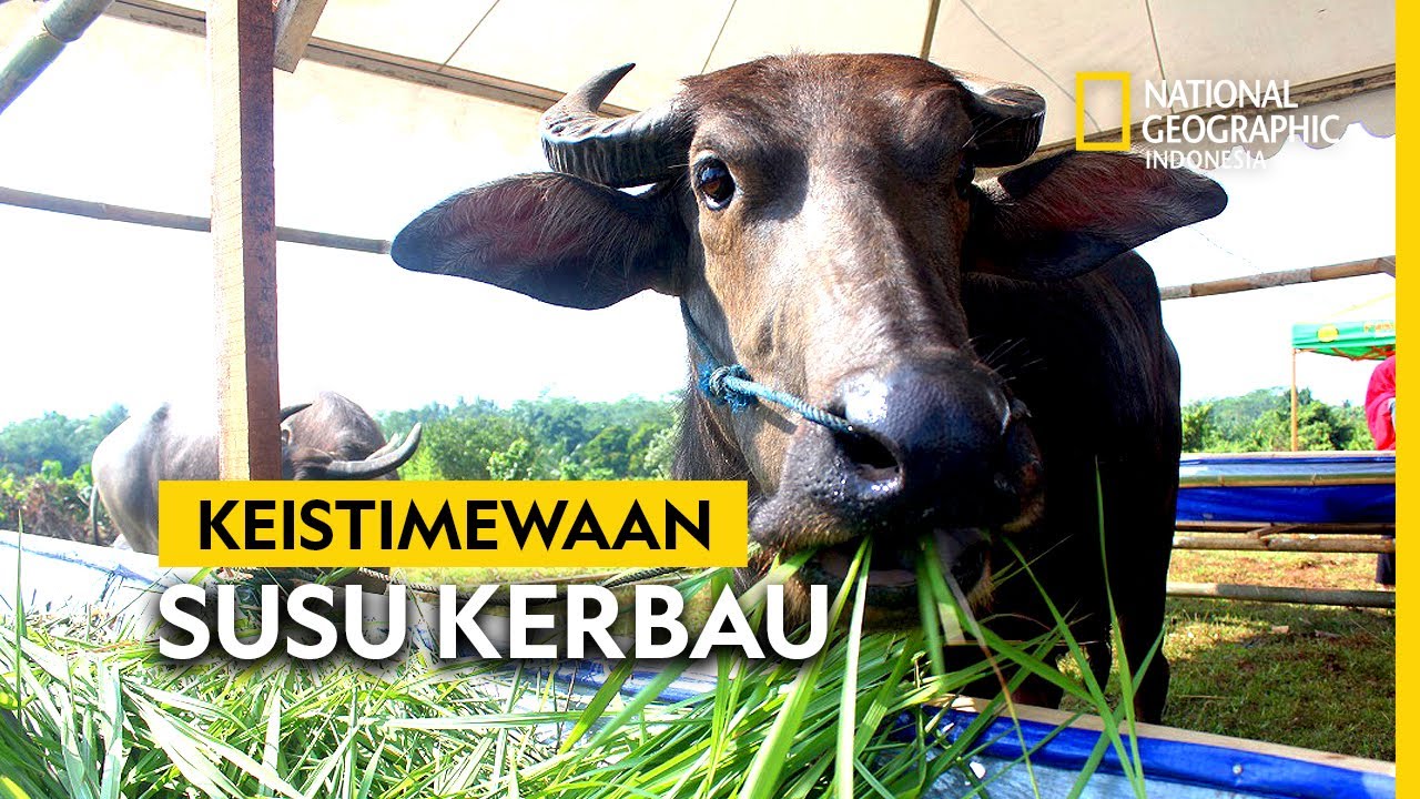 Keistimewaan Susu Kerbau | National Geographic Indonesia