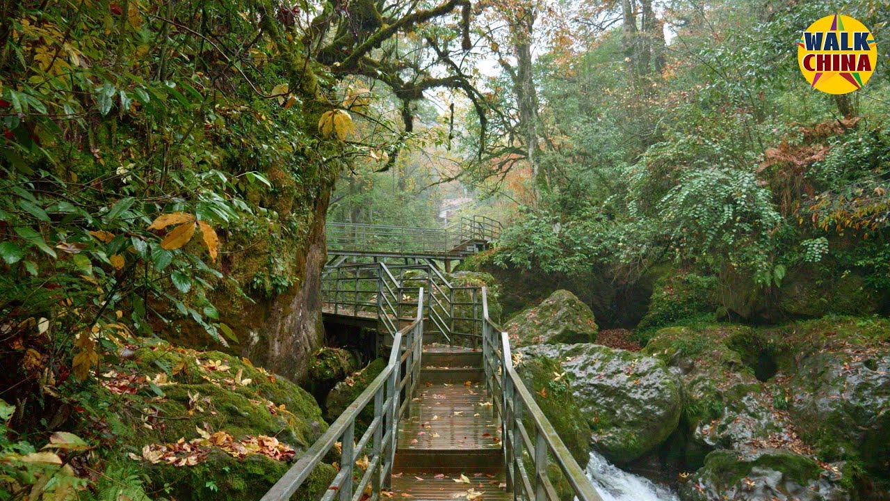 Walking the Autumn Forest Trails of West China - 4K Virtual Hike with Relaxing Forest in Rain Sounds