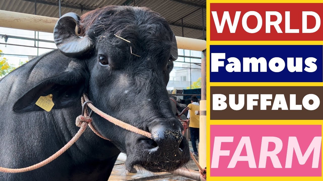WORLD FAMOUS BUFFALO BREEDING FARM | LEKSHMI DAIRY FARM 