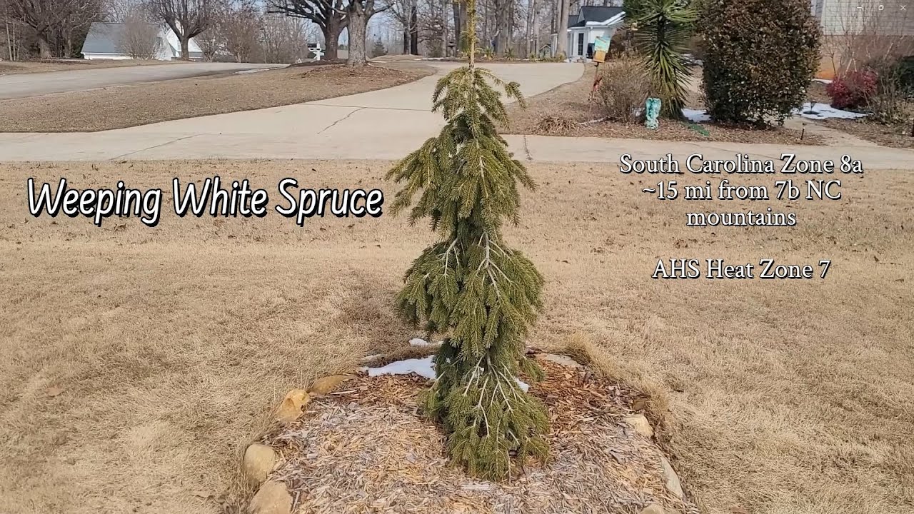 Needle Drop & Establishment Stress on Weeping White Spruce