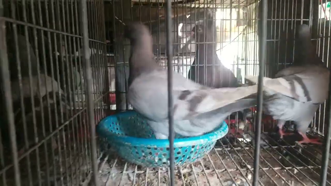chia sẽ về chim bồ câu 3 tháng ở bên trại minh trí.lh 0944995527(bạc liêu).