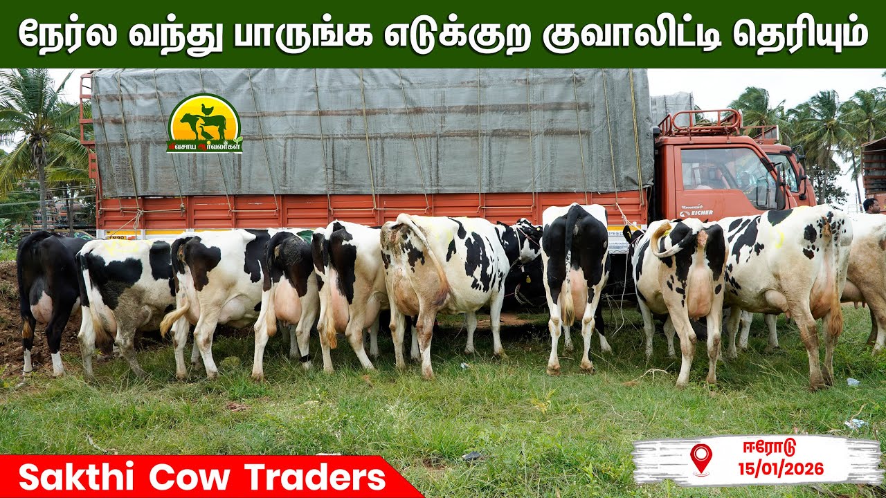 நாம எப்போவுமே குவாலிட்டி குறையாமல் தரமான மாடு தான் எடுப்போம் @VivasayaArvalargal #cow