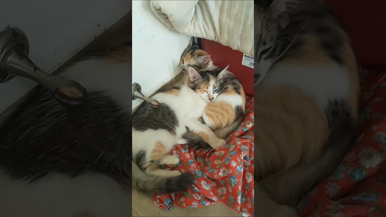 Cats & kittens are 887 & 796 & 722 & 639 & 538 & 521 &473 & 397 & 282 & 244 & 144 &304 &238 &136&102