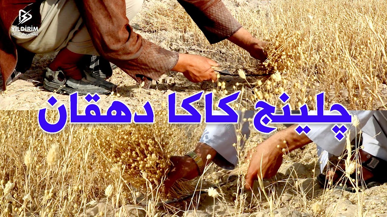 چلینج کاکا دهقان با گزارشگر ییلدیریم مدیا.