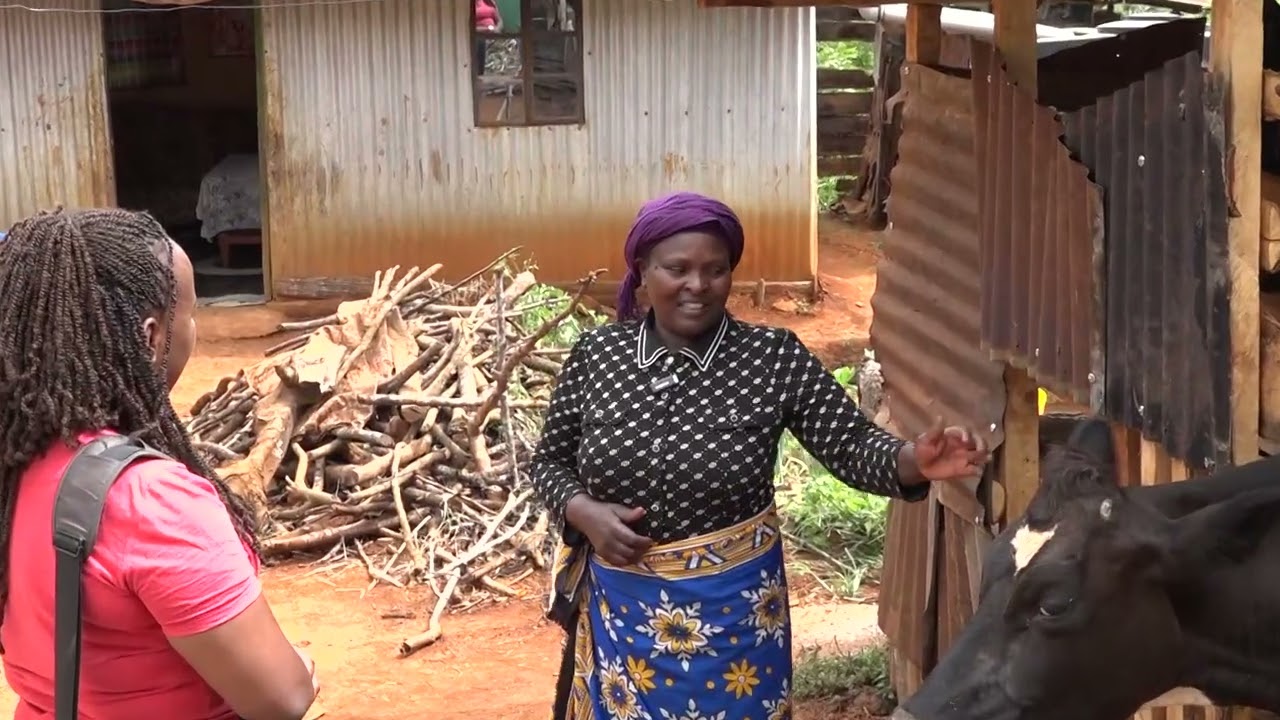 Thengiū nīkūndeithia, mūkīngūrīra ng'ombe īno, ngahota kūrera ciana 2 cirī na wathe_Ruth