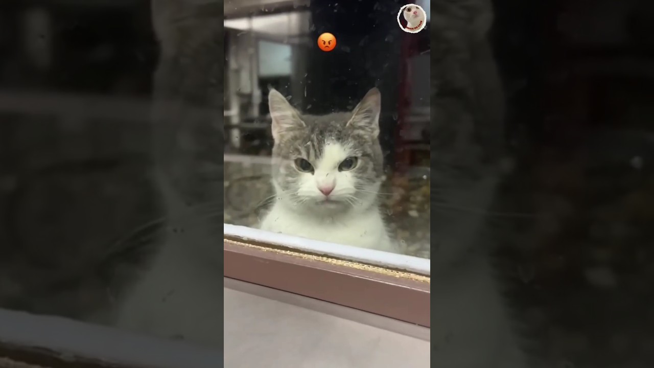 Gatos s&atilde;o Rebeldes? 😼