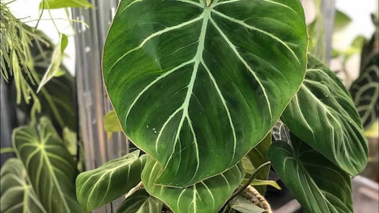 PLANTAS LINDAS PRA DENTRO DE CASA