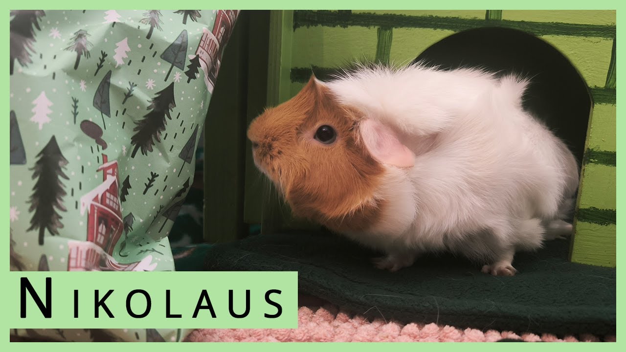 Happy Wheekolaus! Es wird schlüpfrig beim Meerschweinchen Adventskalender