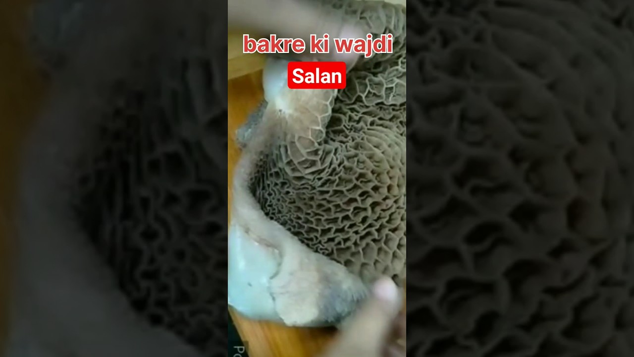 Bakre Ki Wajdi Ka Salan 🐏🐐#shortfeed#muttonrecipe #food#recipe#viralfood #shortsyoutube#bakra #wajda