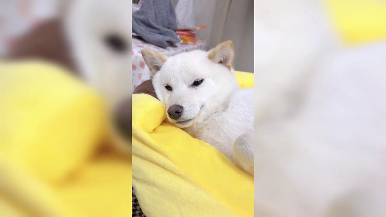 Cute and Funny Pet Videos for Your Mental Health Part 4