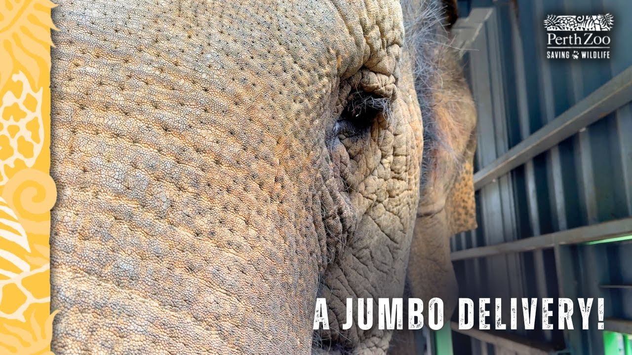 Elephant jumbo delivery | Perth Zoo