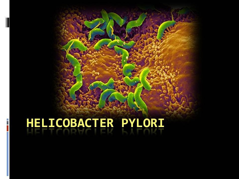 Helicobacter pylori