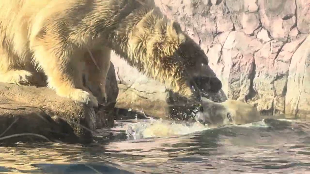 八木山動物公園   ホッキョクグマ   🐻‍❄️うみ 🐻‍❄️そら 🐻‍❄️ポーラ