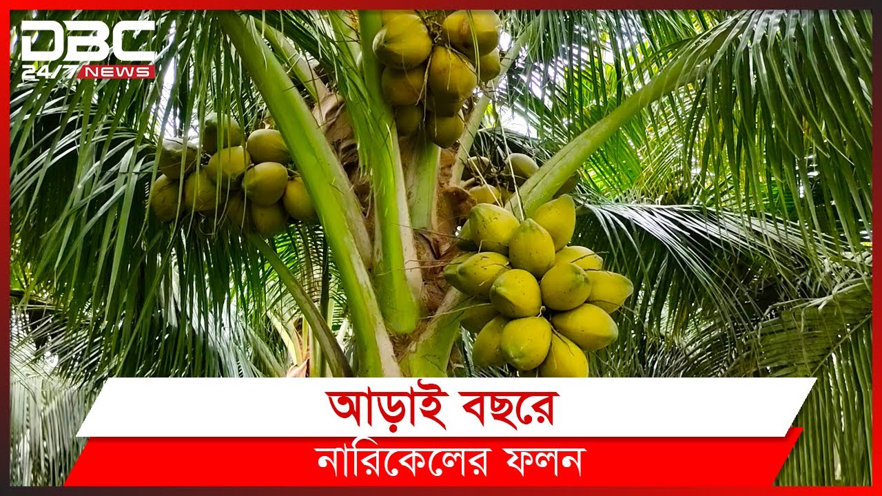 ভিয়েতনামী নারিকেল চাষে সাফল্য।