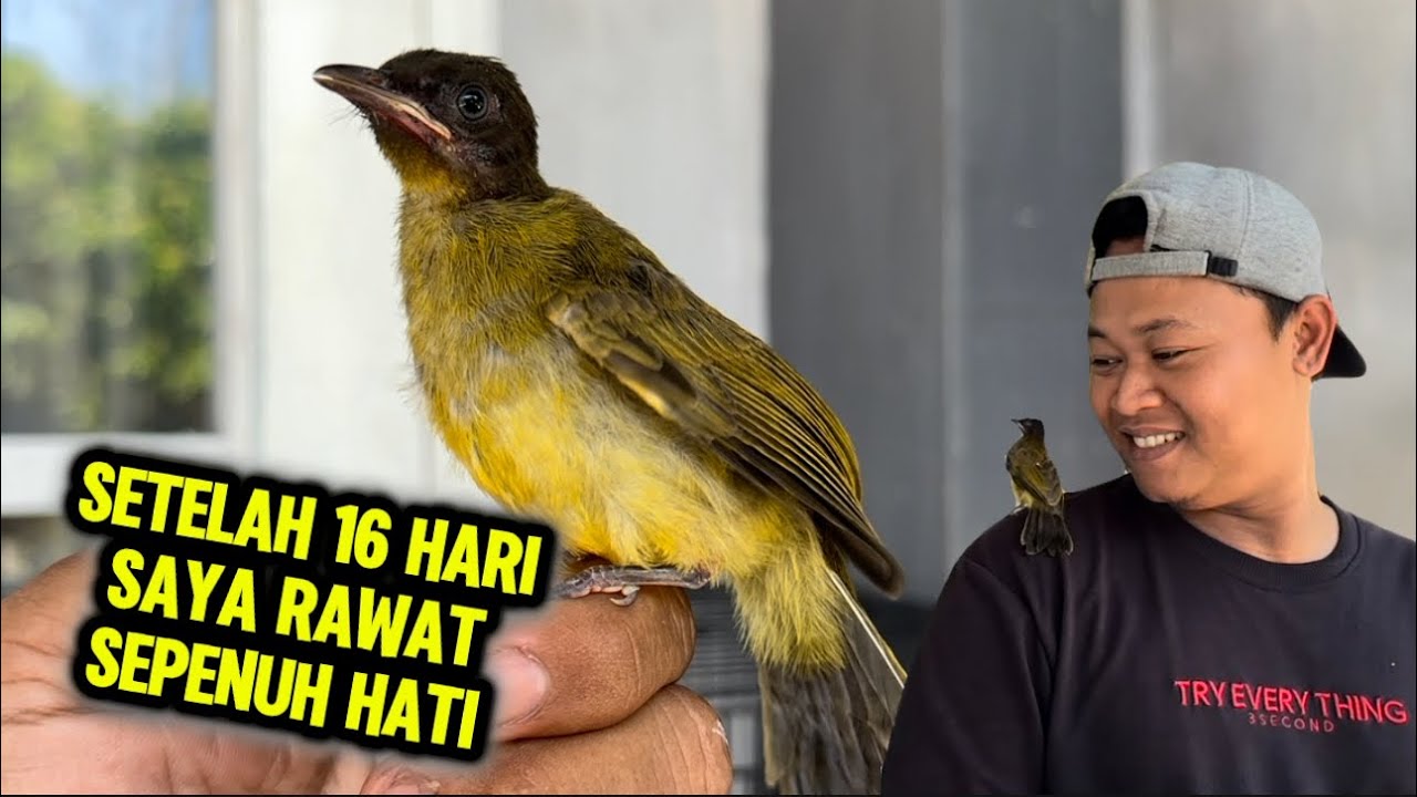 Update kutilang emas, bikin gemas dan bikin iri mas mas pecinta kutilang 😂😂😂