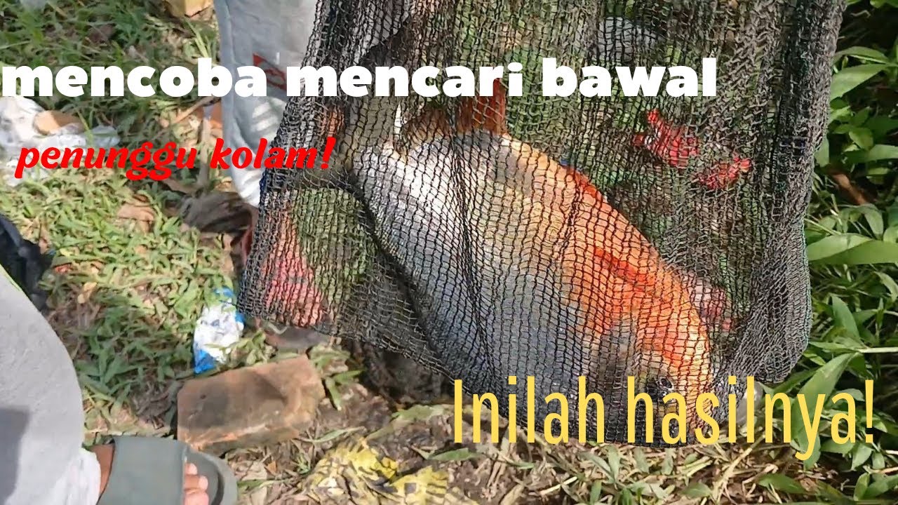mancing ikan bawal di kolam besarr!!#mancing #fishing #mancingceria #ikan #hitammanis