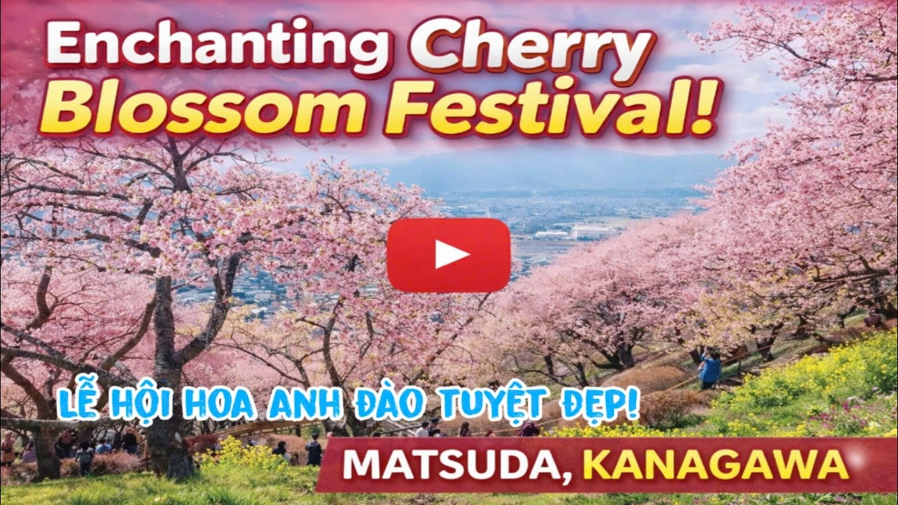 Choáng Ngợp Biển Hoa Anh Đào Kawazu Ở Matsuda – Đẹp Như Tranh Vẽ! 🌸🇯🇵