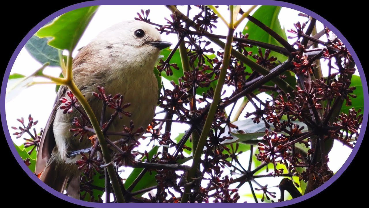 Whitehead 'Popokotea' Birds on New Zealand's Kapiti Island Bird Sanctuary.
