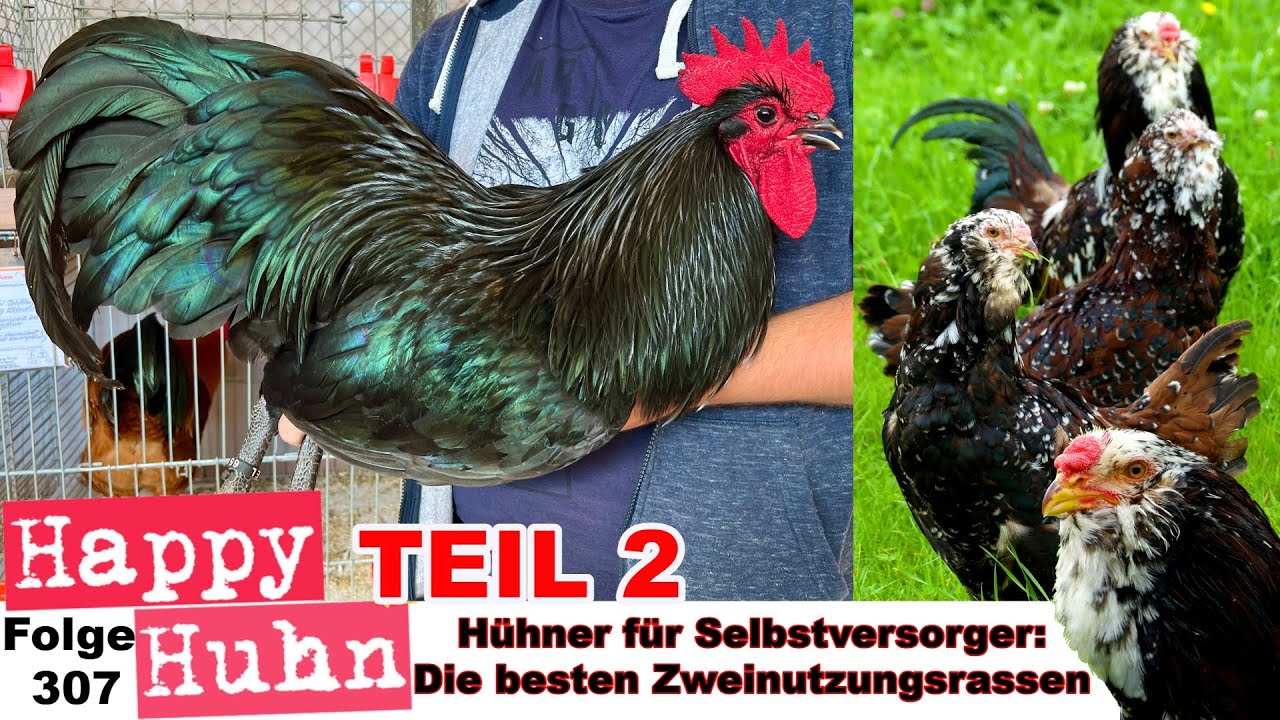 Teil 2: Hühner für Selbstversorger: Gute Zweinutzungsrassen für Eier + Fleisch HAPPY HUHN E306