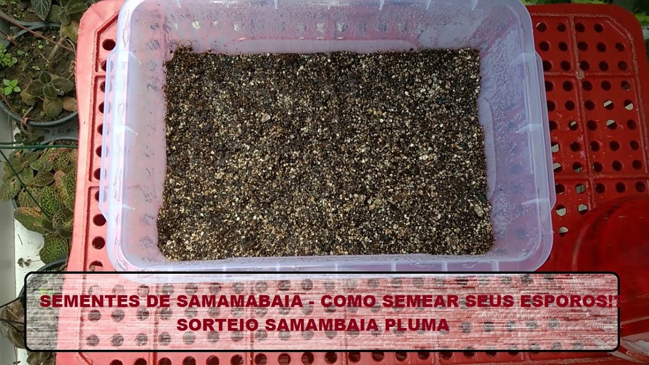SEMENTES DE SAMAMBAIA - COMO SEMEAR SEUS ESPOROS??
