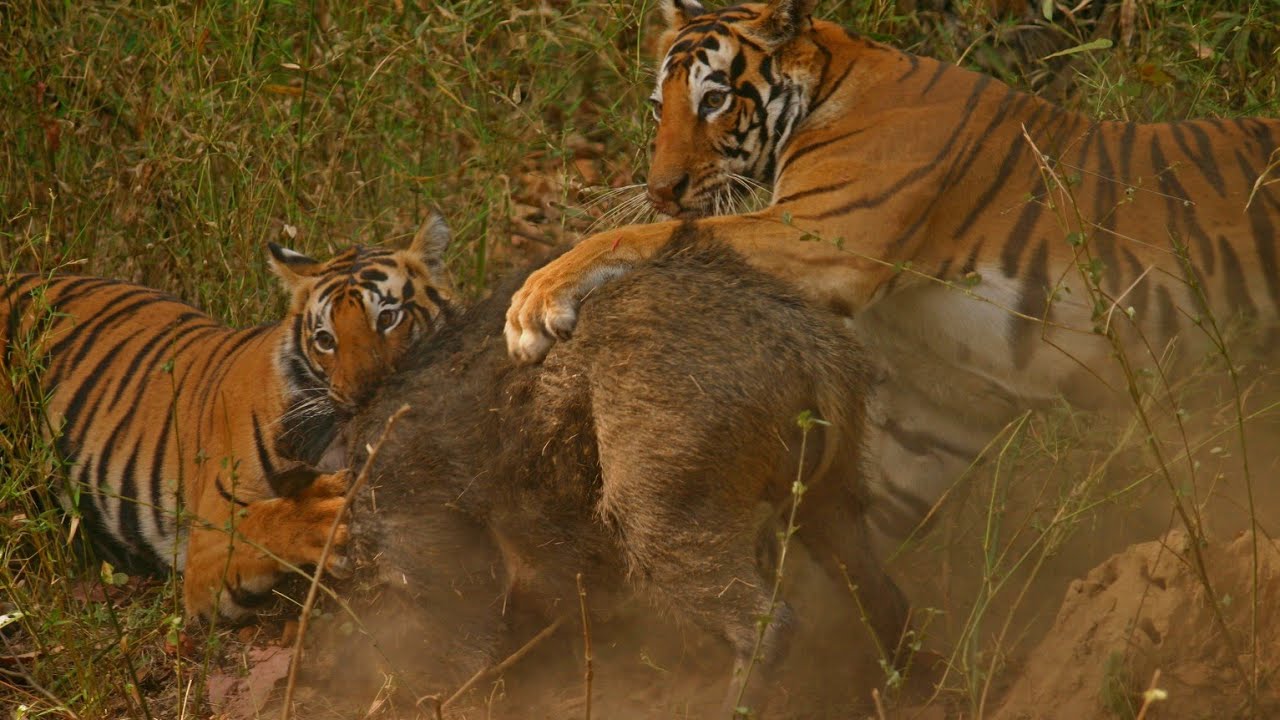 Tiger Kill Wild Boar,Jim Corbett National Park,Corbettsafari,Corbett 