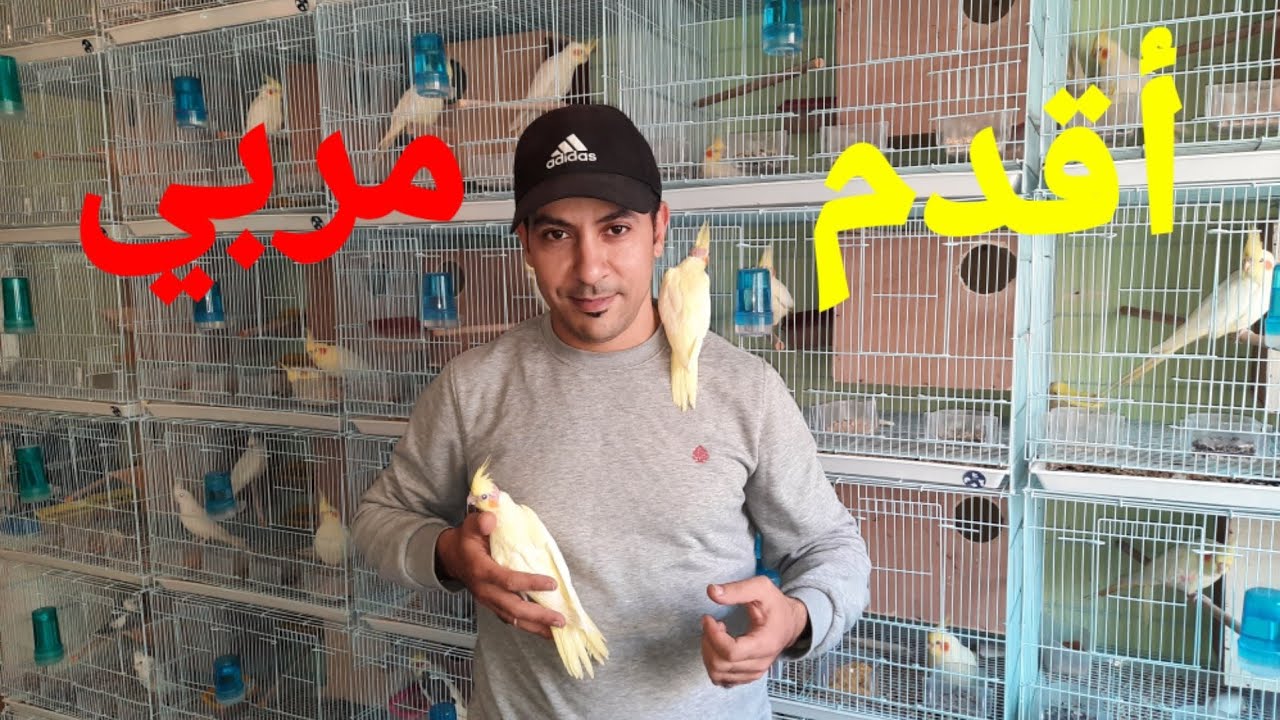 معلومات لإنتاج جيد الكوكتيل/كروان/كالوبسيت