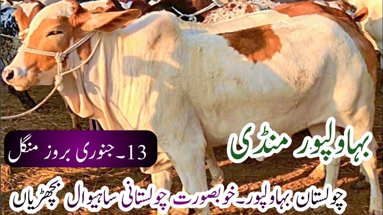 Bahawalpur Cow Mandi New update |Cholistani Sahewal Bachriyan in Bahawalpur |13 January 2026