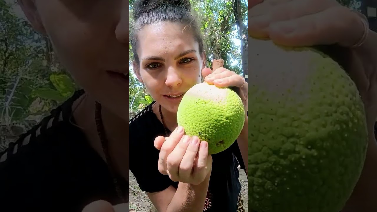 Wikipedia kłamie? OWOC CHLEBOWCA - zobacz jak wygląda naprawdę! 