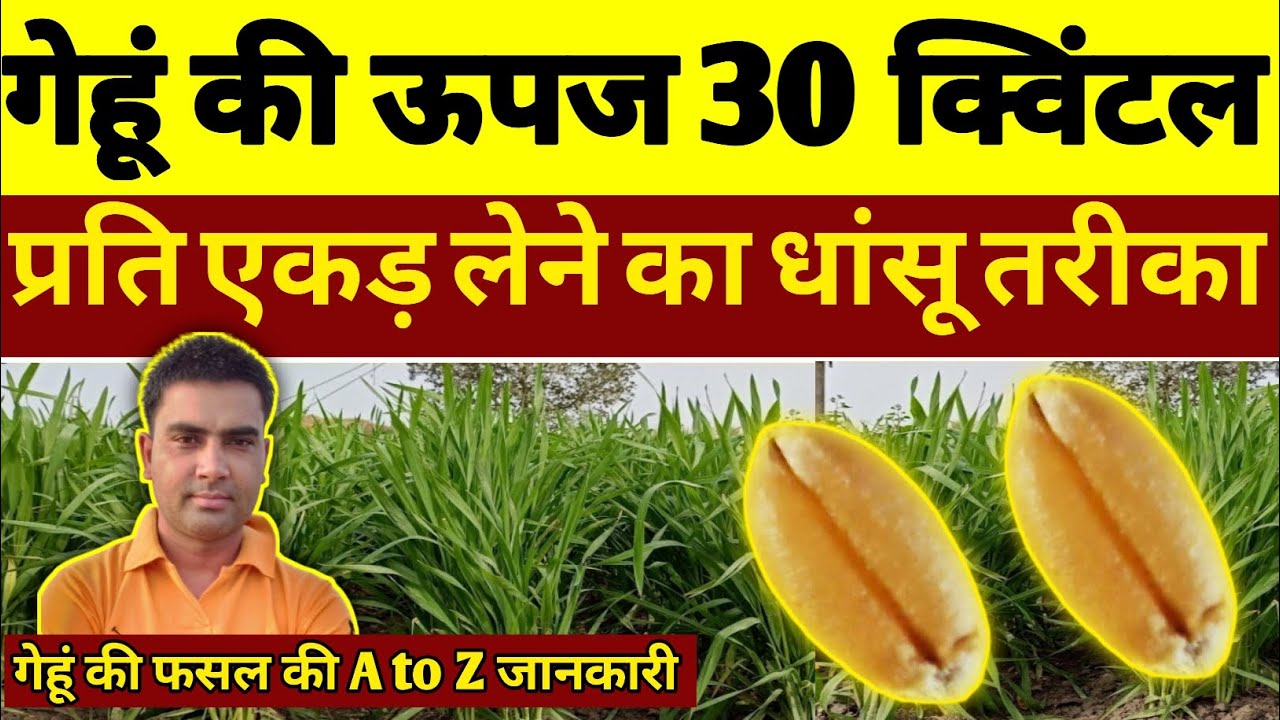गेहूं में तूफानी फुटाब का दमदार तरीका। गेंहू की तूफानी उपज का धांसू तरीका। wheat growth