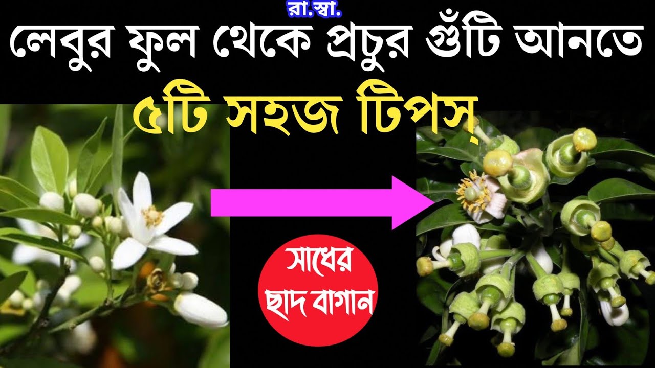 লেবুর ফুল থেকে সহজেই প্রচুর গুটি আনতে কি করবেন? How to get baby lemon from Lemon buds easily? #Short