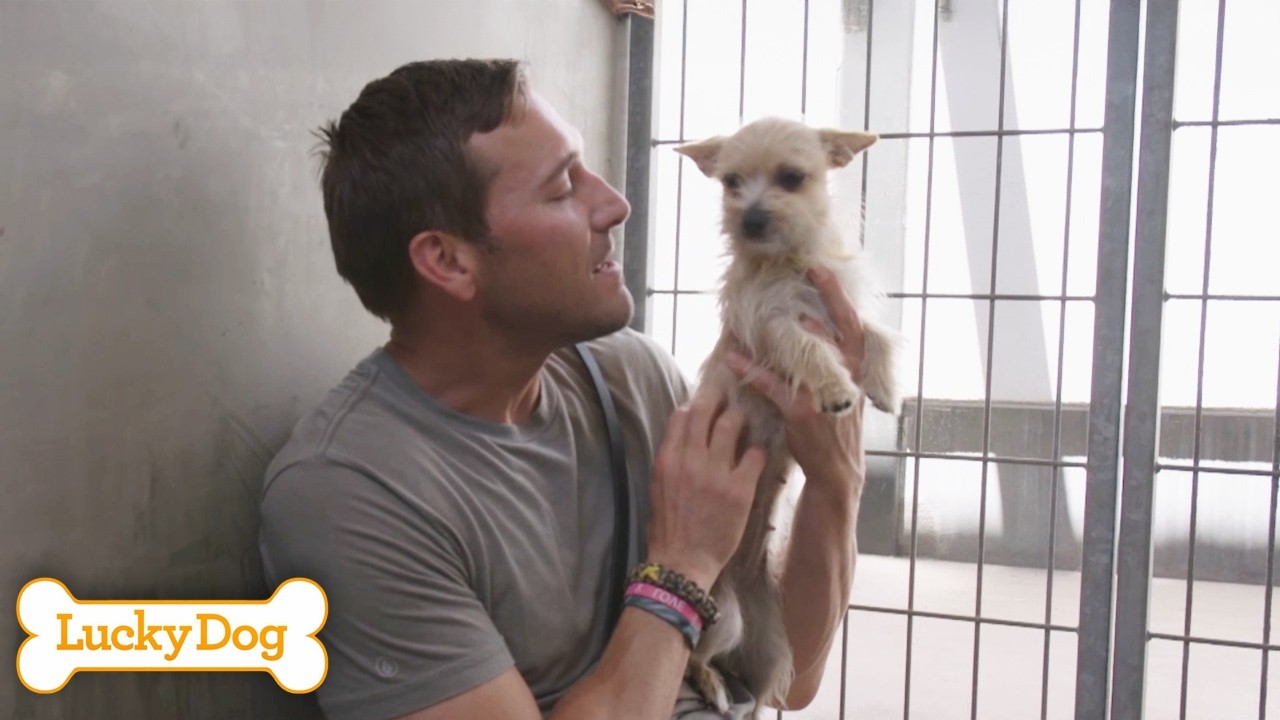 Timid Terrier-Mix Is Terrified Of Stairs! | Full Episode S3 E3