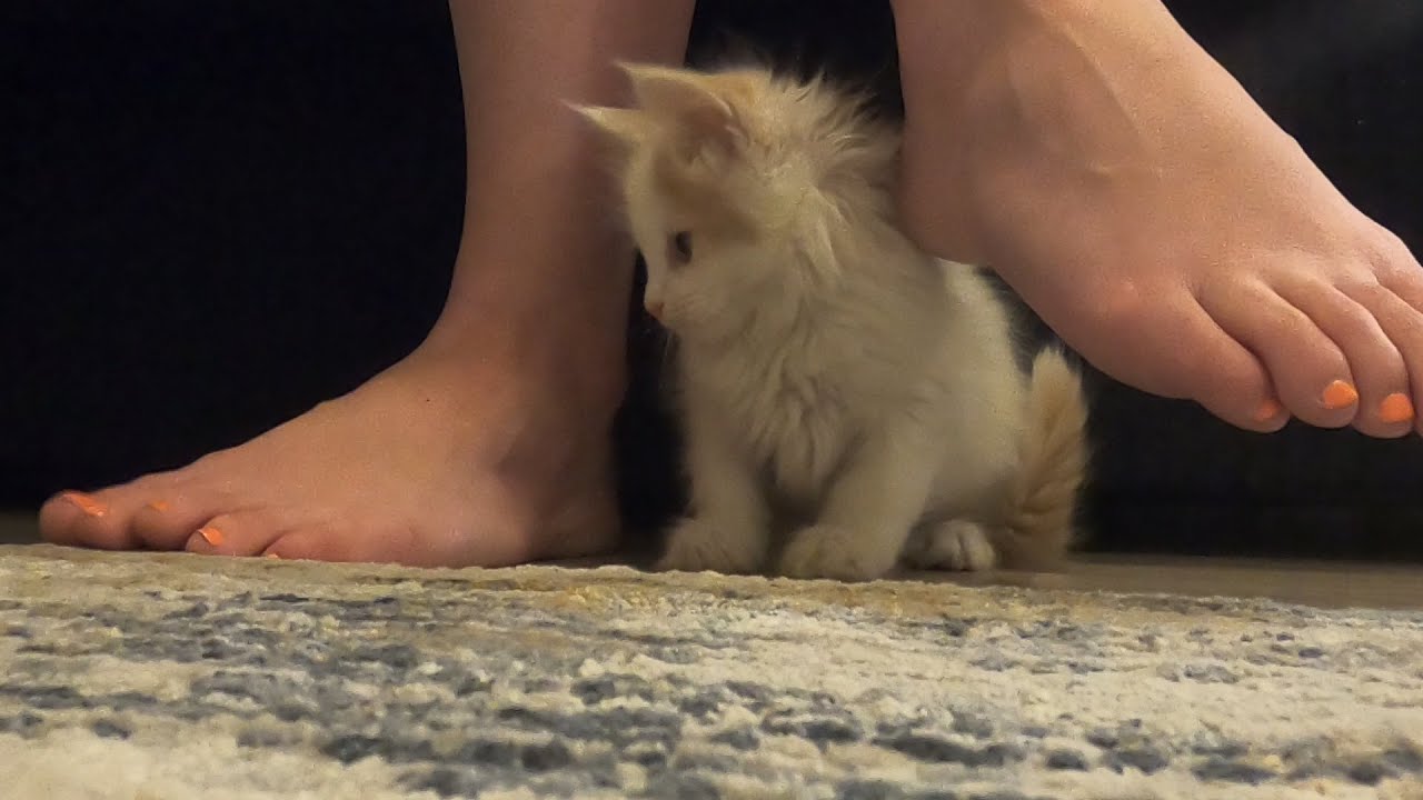Maine Coon Kitten's First Day Home