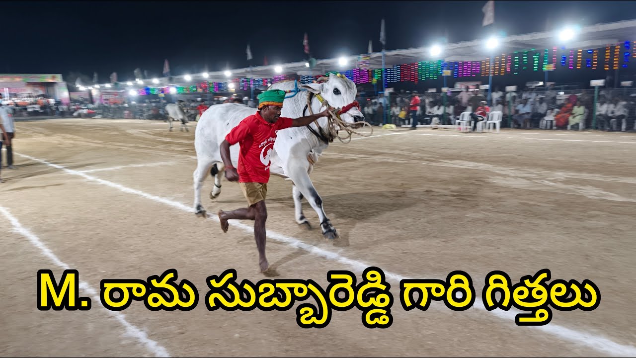 రెంటచింతల సీనియర్స్ 15జత.MVSR Bulls.M.రామ సుబ్బారెడ్డి గారు.T. హుసేనాపురం గ్రామం