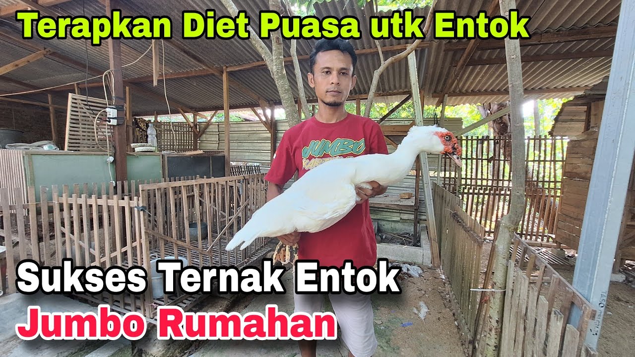 Sukses Ternak Entok Jumbo Rumahan