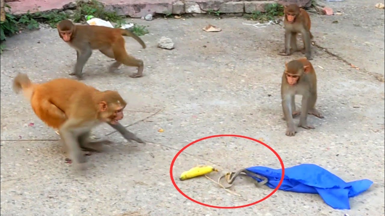 Fake Rubber snake prank banana Monkey very funny #Pranksbitoo