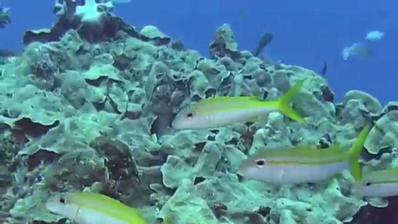 Tonga Reef Life: Banded Sea Snakes, Shape Changing Octopus, Colorful Fish