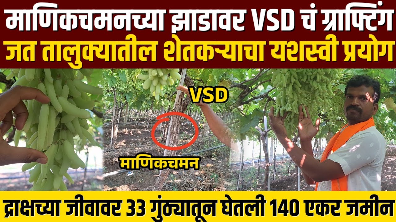 ♦️माणिकचमनच्या झाडावर VSD चं  ग्राफ्टिंग | द्राक्षच्या जीवावर 33 गुंठ्यातून आज 140 एकर जमीन