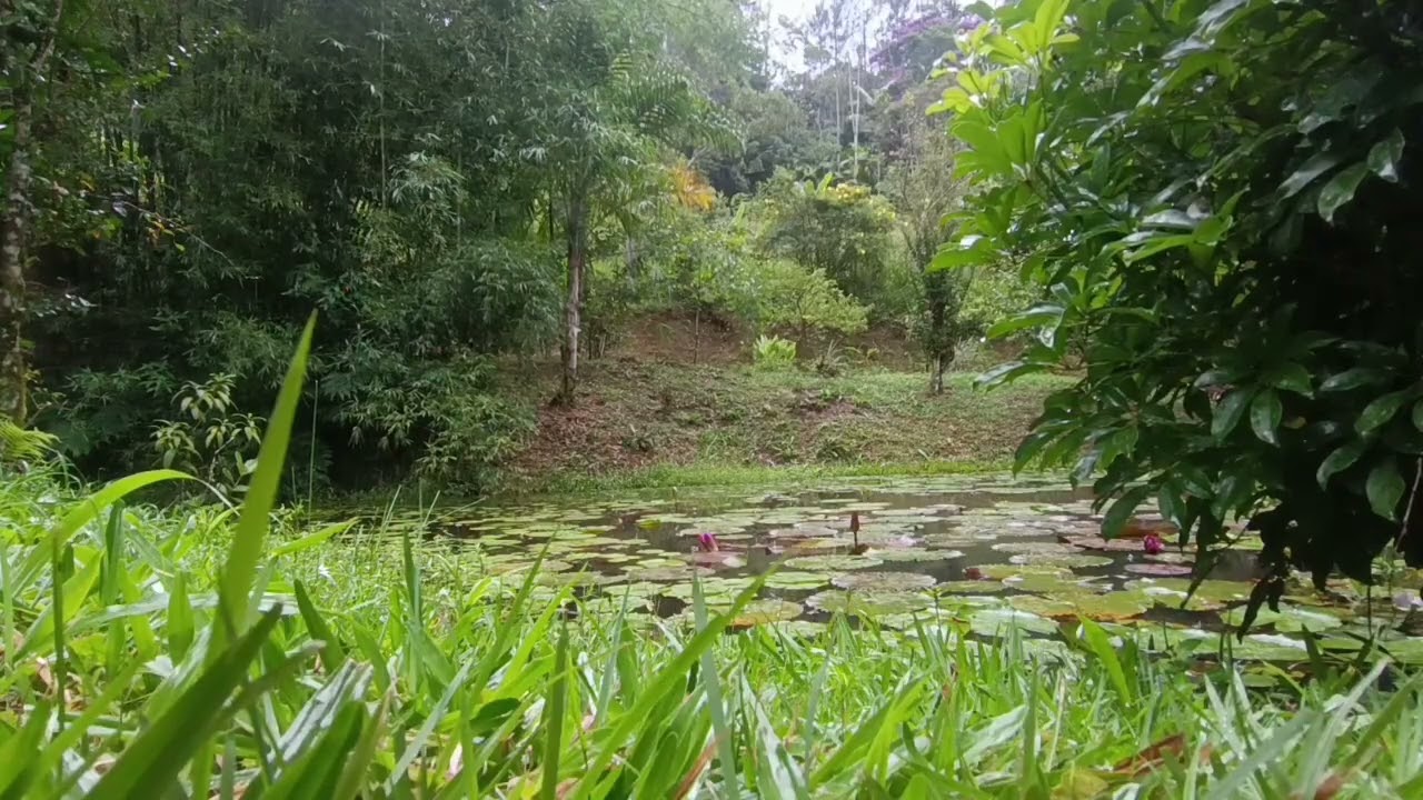 Feche os Olhos e Escute 🌧️ Chuva Tranquila na Lagoa para Dormir e Relaxar