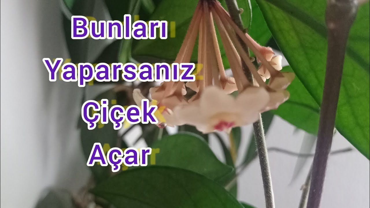 Mum Bitkisinin çiçek açması için ne yapmalıyız.